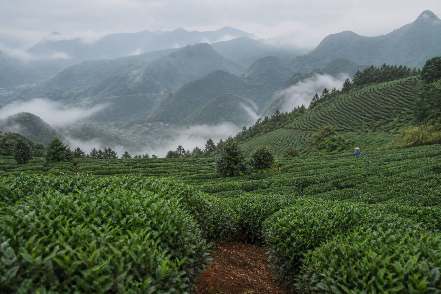 Misty highland tea gardens in Guizhou showing the regional growing environment behind matcha sourcing